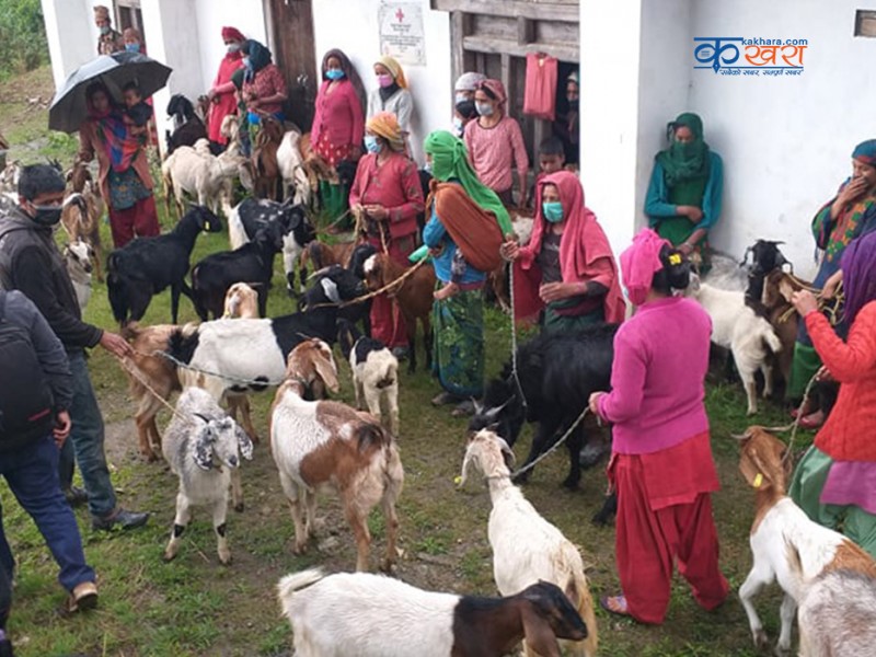 मुसीकोटका ३ समुह तथा सहकारीलाई बाख्रा वितरण 